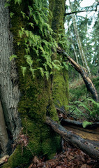 trees, moss, and ferns