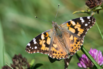 Obraz na płótnie Canvas Painted Lady Butterfly Sipping Nectar from the Accommodating Flower