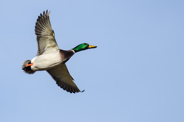 Mallard Duck Flying in a Blue Sky