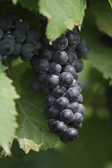 Close-up of red wine grapes growing in a vineyard.