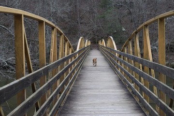 dog leading the way across the walking bridge