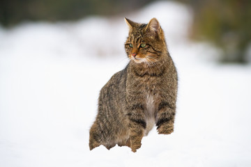 Dominant european wildcat, felis silvestris standing on high spot and looking around on snow in...
