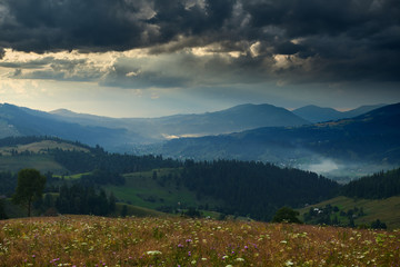 Sunset in carpathian mountains - beautiful summer landscape, spruces on hills, dark cloudy sky and bright sun light, meadow and wildflowers