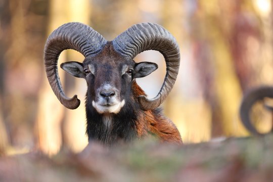 Horizontal portrait of mouflon, ovis orientalis, ram with curved horns looking into camera in sunlit spring forest. Male mammal fit long brown fur staring attentively in Slovak nature.