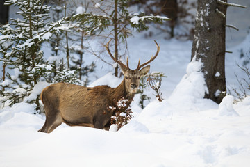 Male red deer, cervus elaphus, stag with antlers in forest with snow in wintertime. Cute young wild animal in natural habitat with trees. Horizontal nature scenery with copy space.