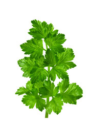 parsley leaf on a white background