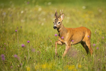 Naklejka na ściany i meble Roe deer, capreolus capreolus, buck approaching with leg in the air on a green grass with violet wildflowers. Wild ruminant running in summertime at dawn.