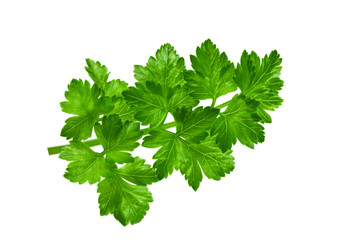 parsley leaf on a white background