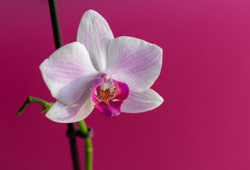 Fototapeta na wymiar Pink Orchid flower on a bright pink background. Close up.
