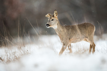 Roe deer, capreolus capreolus, doe with a broken ear walking through snow on a meadow in winter. Wild female mammal with brown fur moving in cold weather in nature