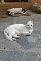 Fototapeta na wymiar cats in Cretan village, Greece