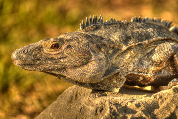 hli iguana