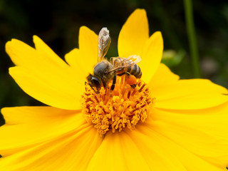 closeup bee pollinating yellow flower in beautiful garden