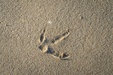 Fototapeta na wymiar Fußabdruck einer Möwe im Sand