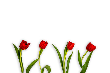 4 red tulips on white background