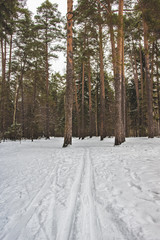 Ski tracks through the winter forest