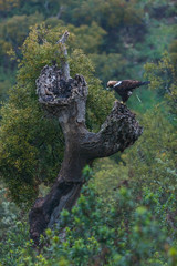 Spanish imperial eagle,  Iberian imperial eagle, Spanish eagle, or Adalbert's eagle (Aquila adalberti)