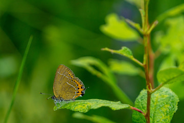Fototapeta na wymiar Butterfly on a Plum Tree Leaf