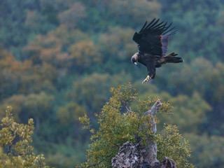 Spanish imperial eagle,  Iberian imperial eagle, Spanish eagle, or Adalbert's eagle (Aquila adalberti)