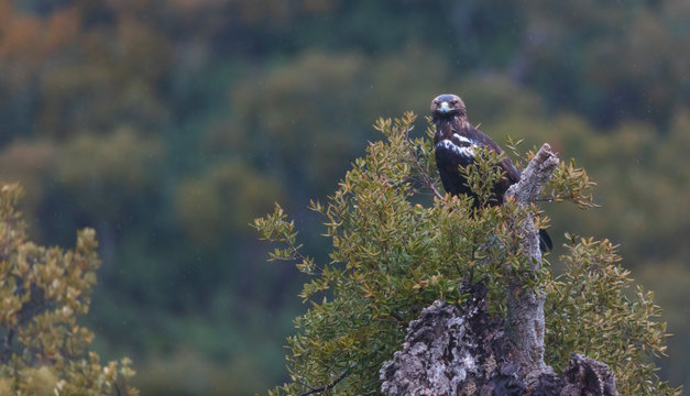 Spanish imperial eagle,  Iberian imperial eagle, Spanish eagle, or Adalbert's eagle (Aquila adalberti)