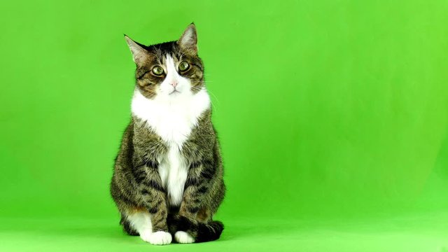Tabby cat sits on a green screen. Animal footage for design 4K