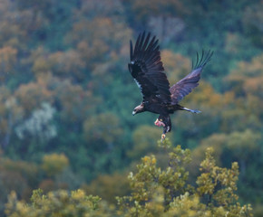 Spanish imperial eagle,  Iberian imperial eagle, Spanish eagle, or Adalbert's eagle (Aquila adalberti)