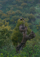 Spanish imperial eagle,  Iberian imperial eagle, Spanish eagle, or Adalbert's eagle (Aquila adalberti)