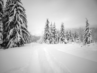 Obraz premium Snow covered frozen beautiful Gold Creek Pond with snow covered trees and trail during the winter in the Alpine Lakes Wilderness in Kittitas county Washington State
