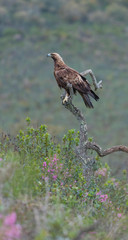 Golden eagle - Aguila real (Aquila chrysaetos)