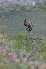 Golden eagle - Aguila real (Aquila chrysaetos)