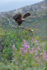 Golden eagle - Aguila real (Aquila chrysaetos)
