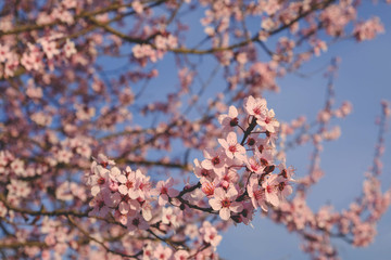 Tree branch with fresh pastel pink flowers in bloom, close up.