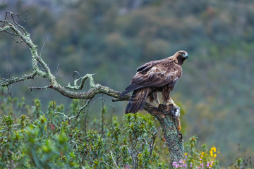 Golden eagle - Aguila real (Aquila chrysaetos)