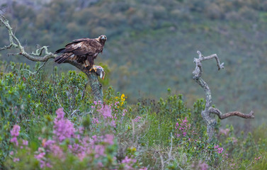 Golden eagle - Aguila real (Aquila chrysaetos)