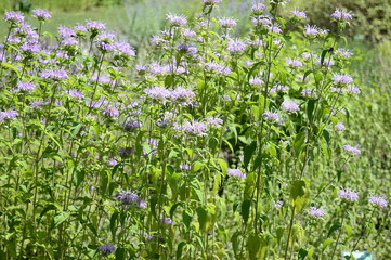 Obraz na płótnie Canvas Closeup Monarda fistulosa known as wild bergamot with blurred background in summer garden