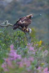 Golden eagle - Aguila real (Aquila chrysaetos)