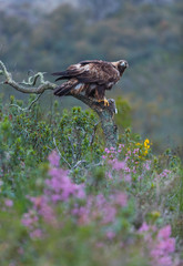 Golden eagle - Aguila real (Aquila chrysaetos)