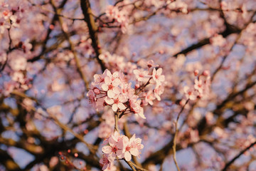Plum tree branch with fresh pastel pink flowers in bloom, close up.