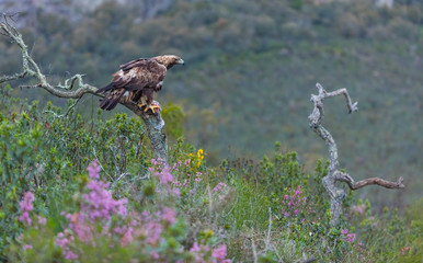 Golden eagle - Aguila real (Aquila chrysaetos)