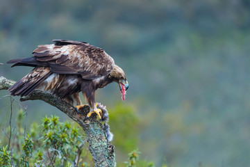 Golden eagle - Aguila real (Aquila chrysaetos)
