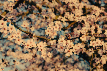 Plum tree branch with fresh pastel pink flowers in bloom, close up.