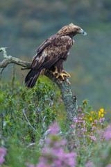 Golden eagle - Aguila real (Aquila chrysaetos)