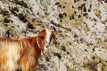 Red mountain goat in the mountains of Montenegro