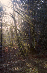 sun shining through trees