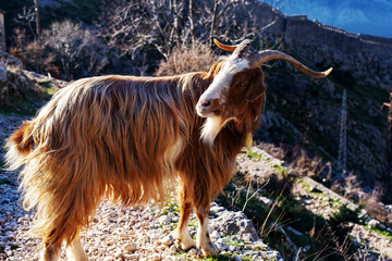 Red mountain goat in the mountains of Montenegro