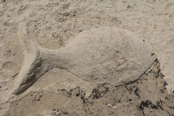Sand fish on the beach, Australia