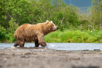Obraz premium The&nbsp;Kamchatka&nbsp;brown&nbsp;bear, Ursus arctos beringianus catches salmons at Kuril Lake in Kamchatka, running in the water, action picture