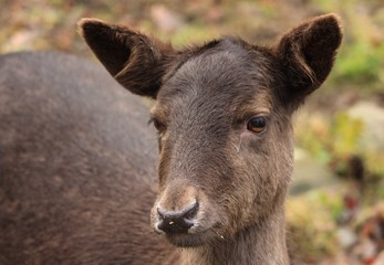 Fototapeta premium portrait of tightrope