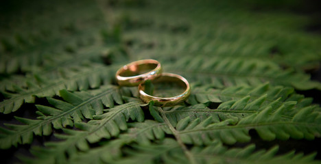 Creative wedding rings pair on spruce branches