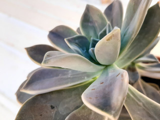Succulent background, cactus succulents in a planter, floral arrangement